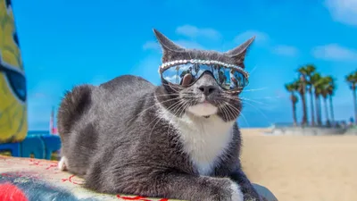 Картинки коты на море прикольные (68 фото) » Картинки и статусы про  окружающий мир вокруг
