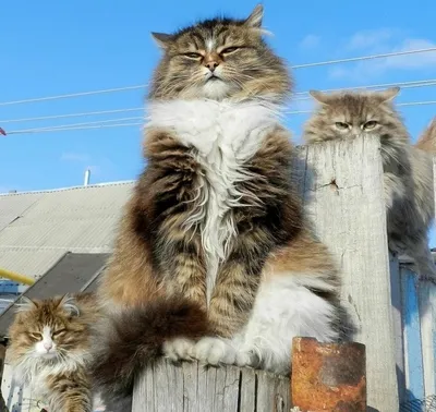 Мартовского кота - картинки и фото koshka.top