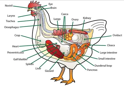 Анатомия курицы фото