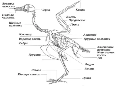 Анатомия курицы фотографии