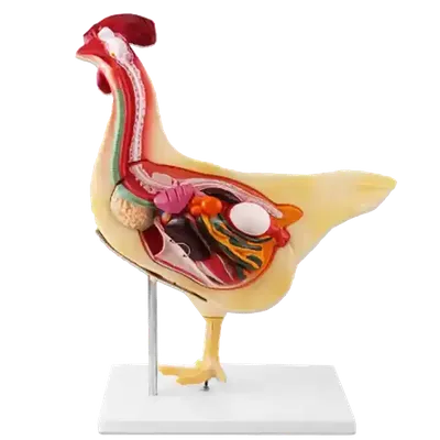 Анатомия Курицы Костной Системой Стоковая иллюстрация ©imagepointfr  #598775156