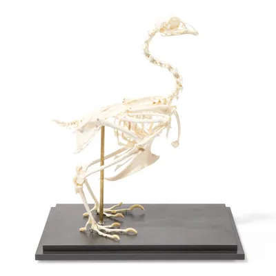 Схожесть скелетов птиц и динозавров | Пикабу