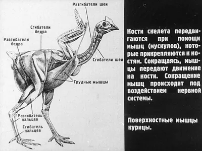 Пищеварительная система сельскохозяйственной птицы