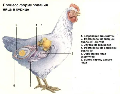 Инфографика Анатомия Из Курицы — стоковая векторная графика и другие  изображения на тему 2015 - 2015, Celebrity Roast, Анатомия - iStock