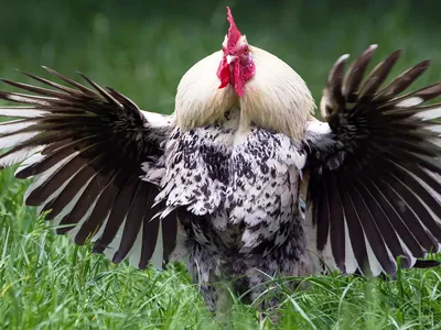 Скелет курицы (Gallus gallus domesticus), препарат купить в Москве