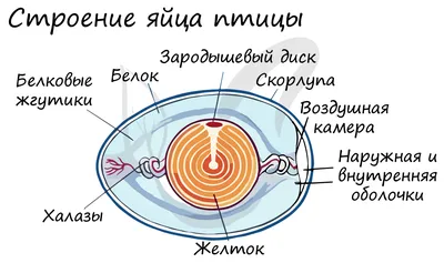 Модель 4D анатомии курицы, модель образца скелета курицы, обучающая модель  животного, головоломка «сделай сам» | AliExpress