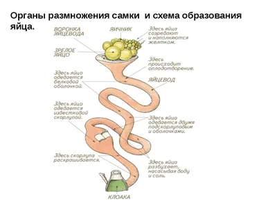 Органы размножения курицы: анатомия и физиология