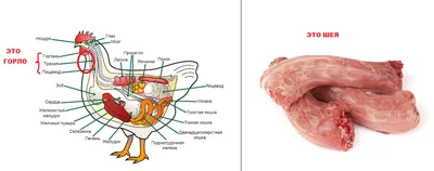 Часть органа анатомии эмбриона курицы птицы. Диаграмма эмбриона яйца.  Структура луча рентгена X в поперечном сечения. Детальное во Иллюстрация  штока - иллюстрации насчитывающей анархиста, наука: 199888119