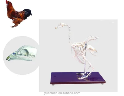 Куриный скелет в позолоте» — создано в Шедевруме