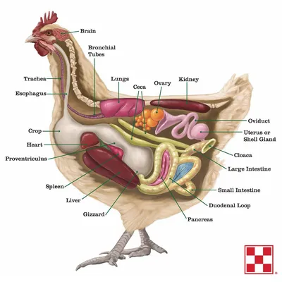 КОСТЬ КУРИНАЯ ЗАМОРОЖЕННАЯ КГ — Народный №1