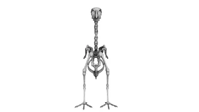 Скелет курицы (Gallus gallus domesticus), разобранный - 1020967 - T30002U -  Скелеты птиц - 3B Scientific