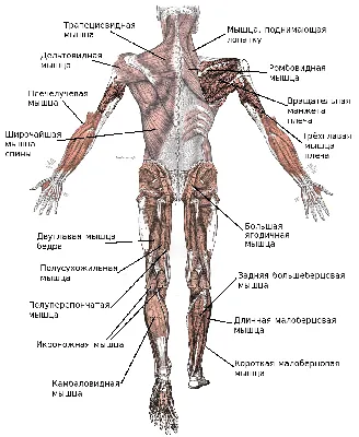 Виды и строение мышц человека. | Займись собой ! | Дзен
