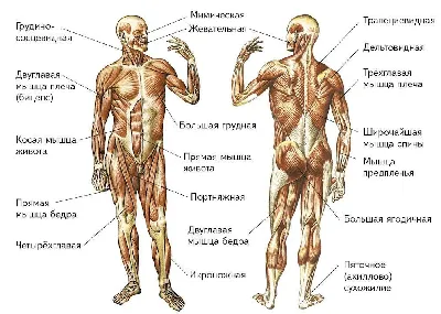 Книга Полный атлас анатомии человека. Мышечно-фасциальные цепи - купить  спорта, красоты и здоровья в интернет-магазинах, цены на Мегамаркет |