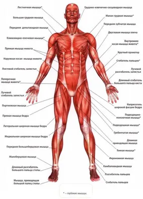 Название мышц человека, мышцы туловища и основные функции мышц