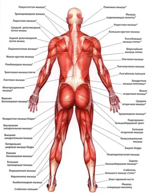 Мышцы. Большая российская энциклопедия