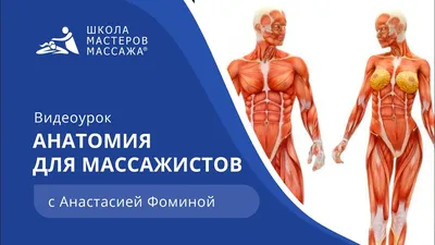 Анатомия человека. Атлас. Том 1. Учение о костях, соединениях костей и  мышцах, М. Р. Сапин – скачать pdf на ЛитРес