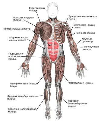 Мышцы человека