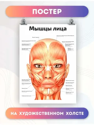 Анатомическая книга по инъекциям во врачебной косметологии.