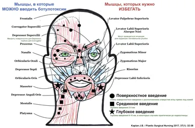 PosterNak Постер анатомия мышц лица, биология 40х60 см