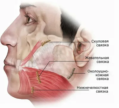 3D Анатомия лица, шеи и головы – Студия массажа