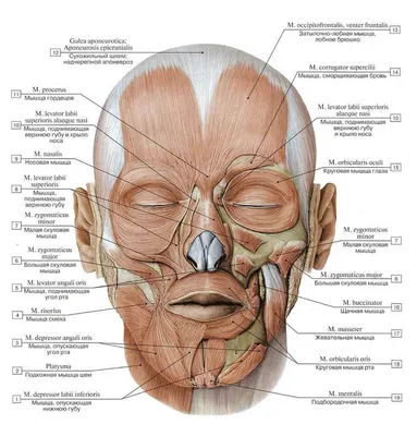 Лицевые связки: каркас лица