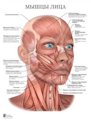 Анатомия мышц лица, ВИНТАЖНЫЙ ПЛАКАТ, пластиковый хирург, офисное  украшение, клиника, пластиковая настенная Художественная печать,  медицинский хиропротер, подарок | AliExpress