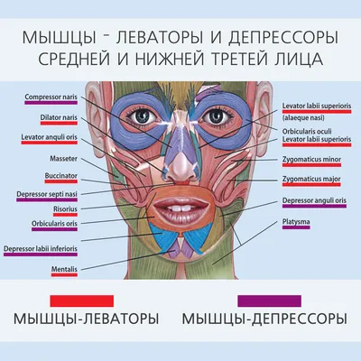 Плакат Мышцы Лица Человека 42 см Х 60 см LeoPower – фото, отзывы,  характеристики в интернет-магазине ROZETKA от продавца: Leo Store | Купить  в Украине: Киеве, Харькове, Днепре, Одессе, Запорожье, Львове