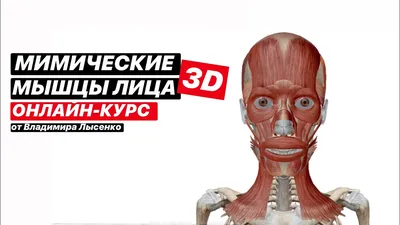 Мышца Orbicularis oculi Мышцы лица Скуловая мышца Levator anguli oris, Лицо,  лицо, люди, человек png | Klipartz