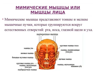 Мышцы выражения лица Risorious Depressor septi Depressor anguli oris  Occipitofrontalis Alar nas / лицо :: Анатомия :: мышцы / смешные картинки и  другие приколы: комиксы, гиф анимация, видео, лучший интеллектуальный юмор.