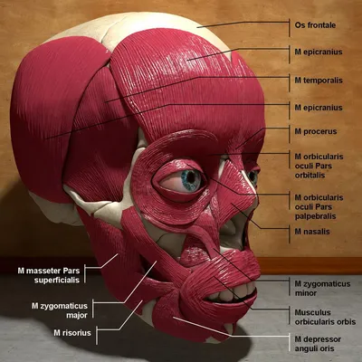 Анатомия Мышц Лица Человека — стоковые фотографии и другие картинки Анатомия  - Анатомия, Атлет, Без кожицы - iStock