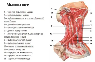 Как выглядят мимические мышцы лица на черепе человека с 3D визуализацией? -  YouTube