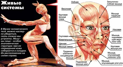 Мышцы лица | Сравнить цены и купить на Prom.ua