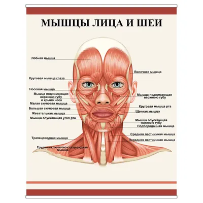 МИМИЧЕСКИЕ МЫШЦЫ ИЛИ МЫШЦЫ ЛИЦА | Лицо, Мышцы, Старение