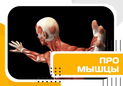 Высшие мышцы лица и кости черепа 3D Модель $160 - .c4d .obj .dae - Free3D