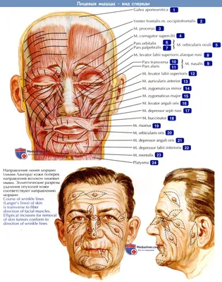 Анатомия мышц лица и шеи: фото с описанием и схемами | BBTAPE.RU | Дзен