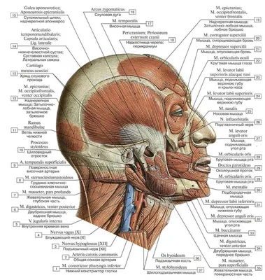 мышцы лица | Массаж.ру