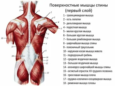 Многораздельные мышцы поясницы: анатомия, функции и упражнения - KinesioPro