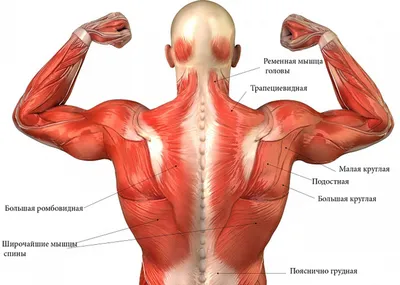 Анатомия мышц спины | ВКонтакте