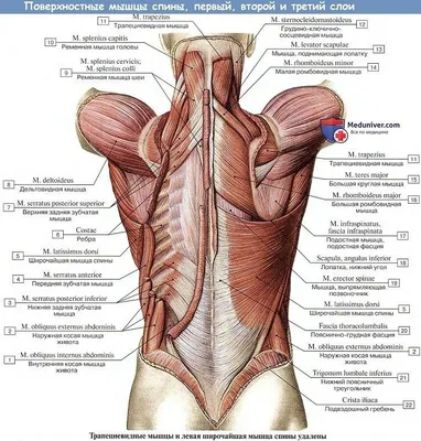 Мышцы спины: анатомия. Интересно и познавательно об анатомии спины