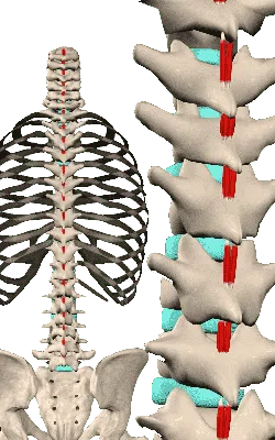 Мышцы спины. Анатомия физических упражнений. | Твой Online тренер | Дзен