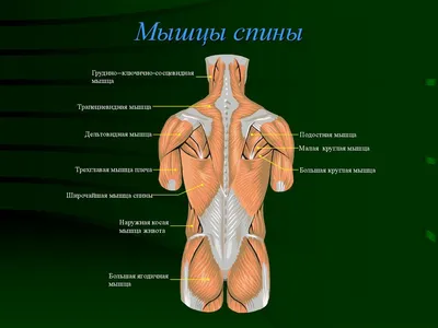 Строение поверхностных мышц спины | Medicina