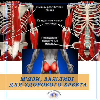 Поперечно-остистая мышца спины: пальпация и упражнения | Массаж.ру