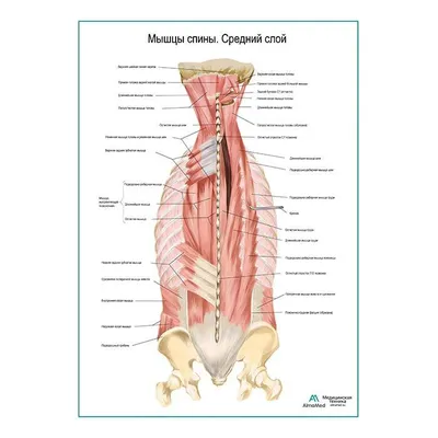 АНАТОМИЯ ДЛЯ ИНСТРУКТОРОВ МЫШЦЫ СПИНЫ Поверхностные мышцы спины, начавшись  на костях осевого.. | ВКонтакте