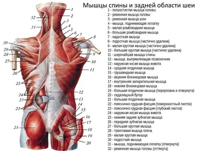 Анатомия и строение мышц спины + топ лучших упражнений