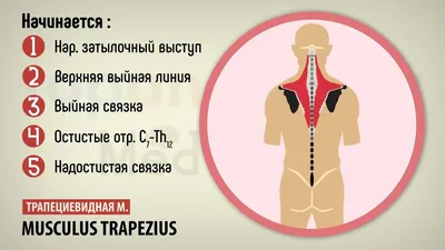 Анатомия мышц спины» — создано в Шедевруме