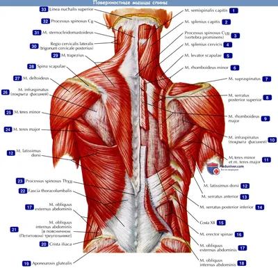 Мышцы, важные для здорового позвоночника - Prima-Vertebra