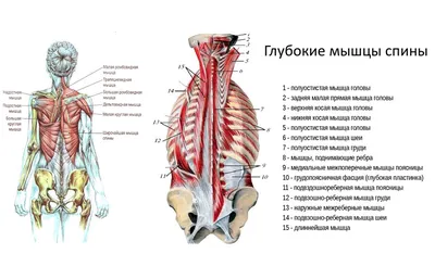 Мышцы спины, средний слой (анатомия человека) плакат глянцевый А1+, плотная  фотобумага от 200г/м2 - купить с доставкой по выгодным ценам в  интернет-магазине OZON (262228026)