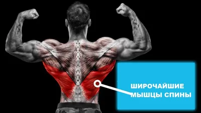 Анатомия : Глубокие мышцы спины. Подзатылочные мышцы. | Human anatomy,  Medical student study, Physiology