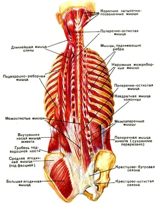 АНАТОМИЯ СИЛОВЫХ УПРАЖНЕНИЙ. Для мужчин и женщин. Фредерик Делавье