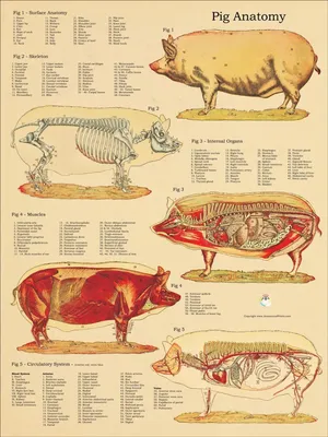 Анатомия свиньи фото
